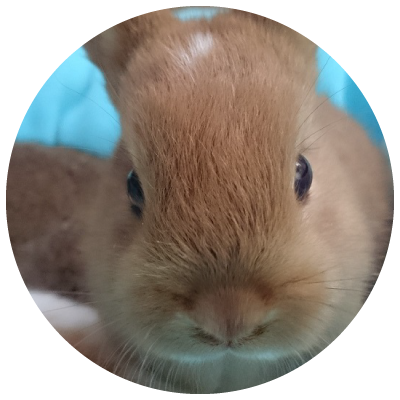 うさぎ